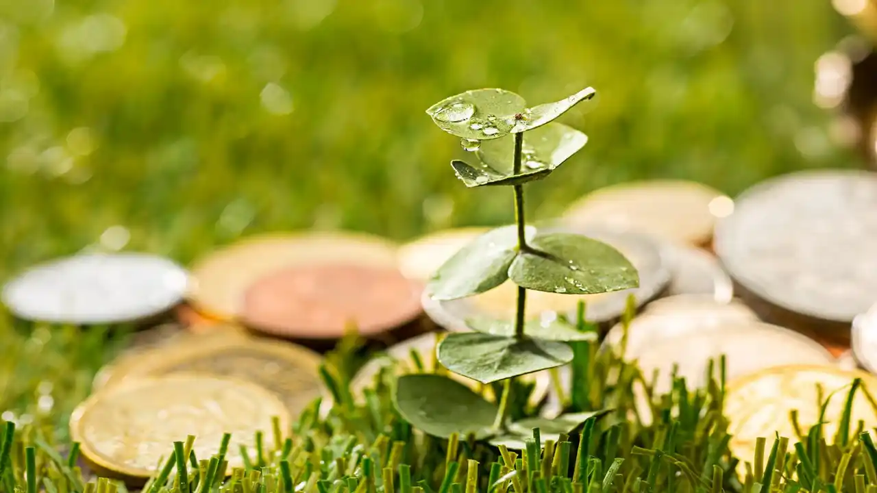 What are the Money Plant Vastu-Frequently Asked Questions