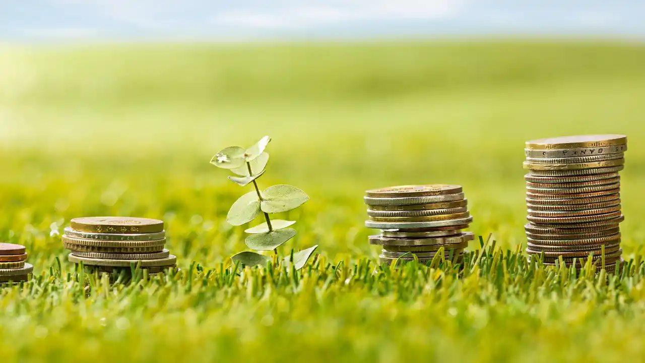 What is the Money Plant Indoor-Frequently Asked Questions